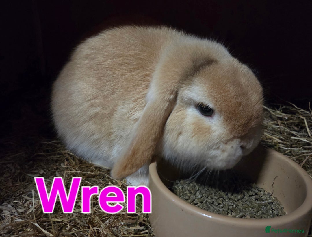 Mini Lop rabbits for sale: ❤️mini lop & mini rex girls available ❤️ - Advert 4
