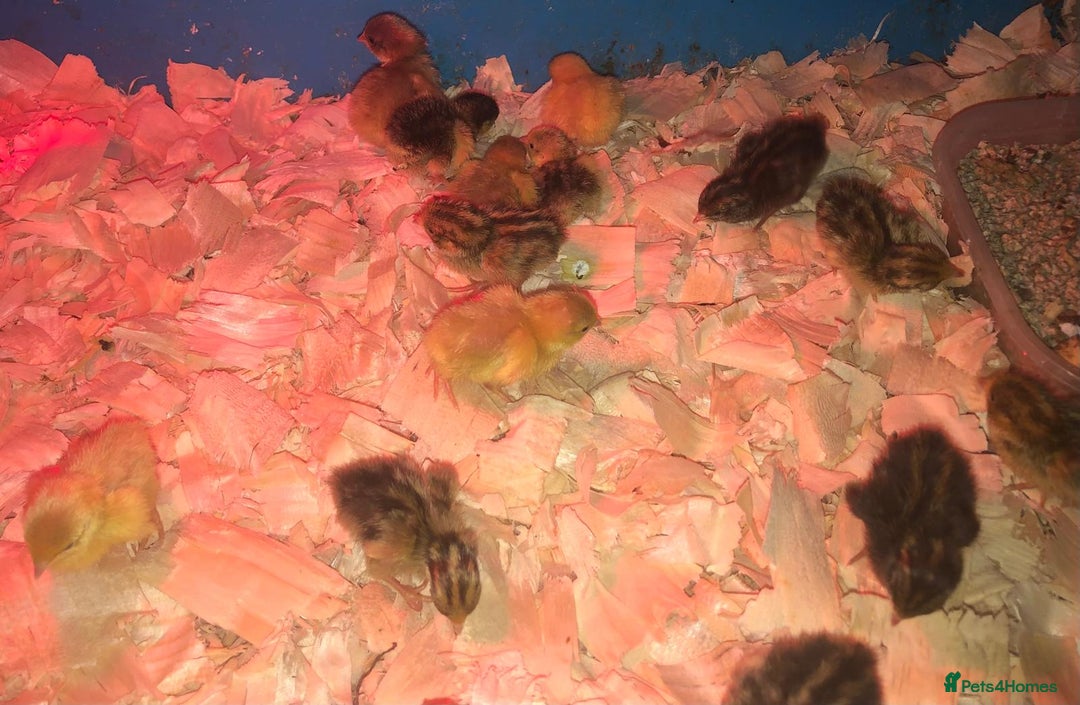 Quail poultry for sale: QUAILS CHINESE PAINTED BUTTONS ! - Advert 12