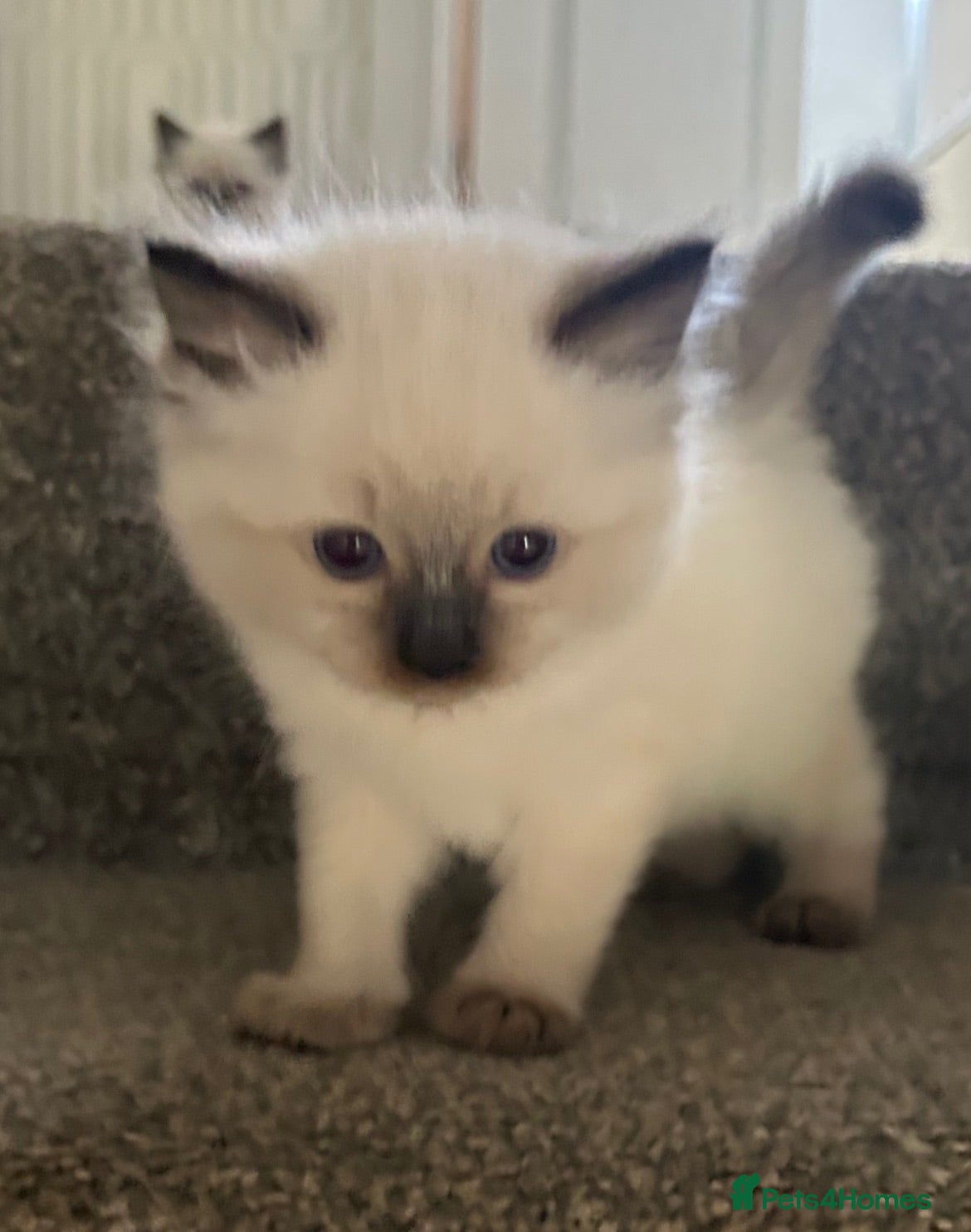 Ragdoll cats Ragdoll kitten for sale   - Advert 13