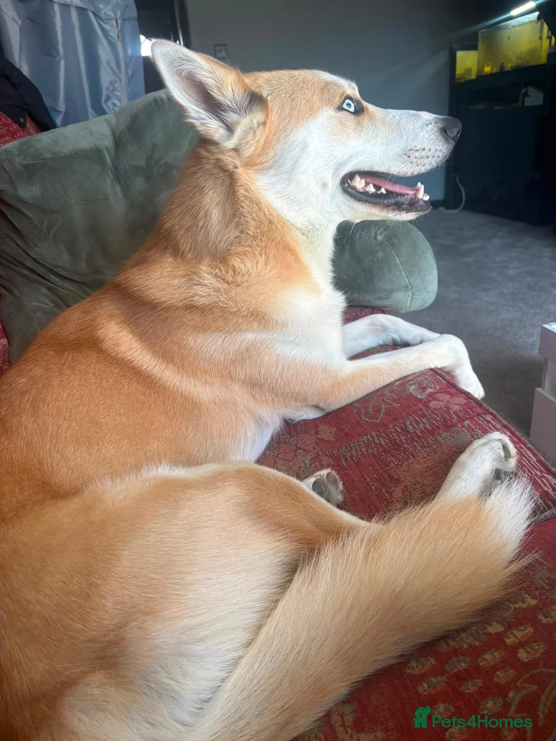 Mixed Breed dogs for sale: Husky X - Advert 2
