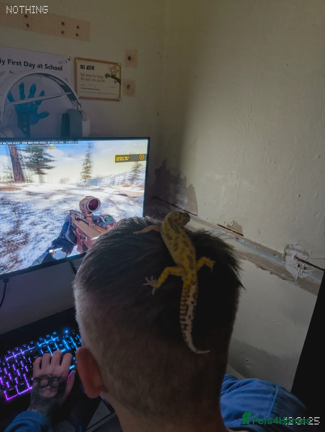 Leopard Gecko reptiles for sale: Tiny the baby leopard gecko full set up  - Advert 1