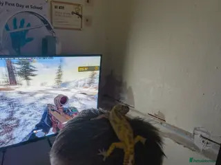 Leopard Gecko reptiles Tiny the baby leopard gecko full set up - Advert 1