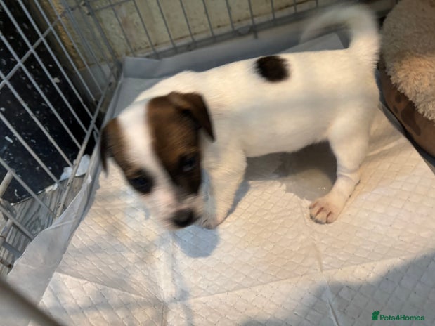 Jack Russell dogs 1 stunning Jack Russell girl - Advert 1