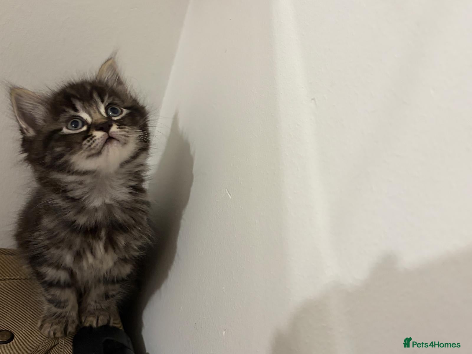 Persian cats for sale: Rag doll x Persian kitten  - Advert 10