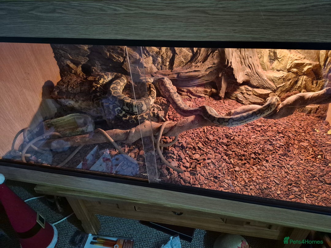 Python Snake reptiles for sale: Large Carpet Python - Advert 2