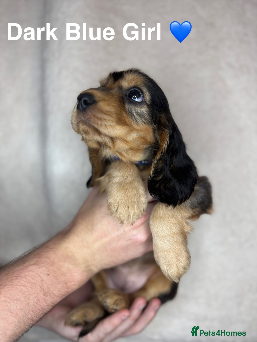 Cocker Spaniel dogs for sale: Beautiful show and working cockers - Image 18