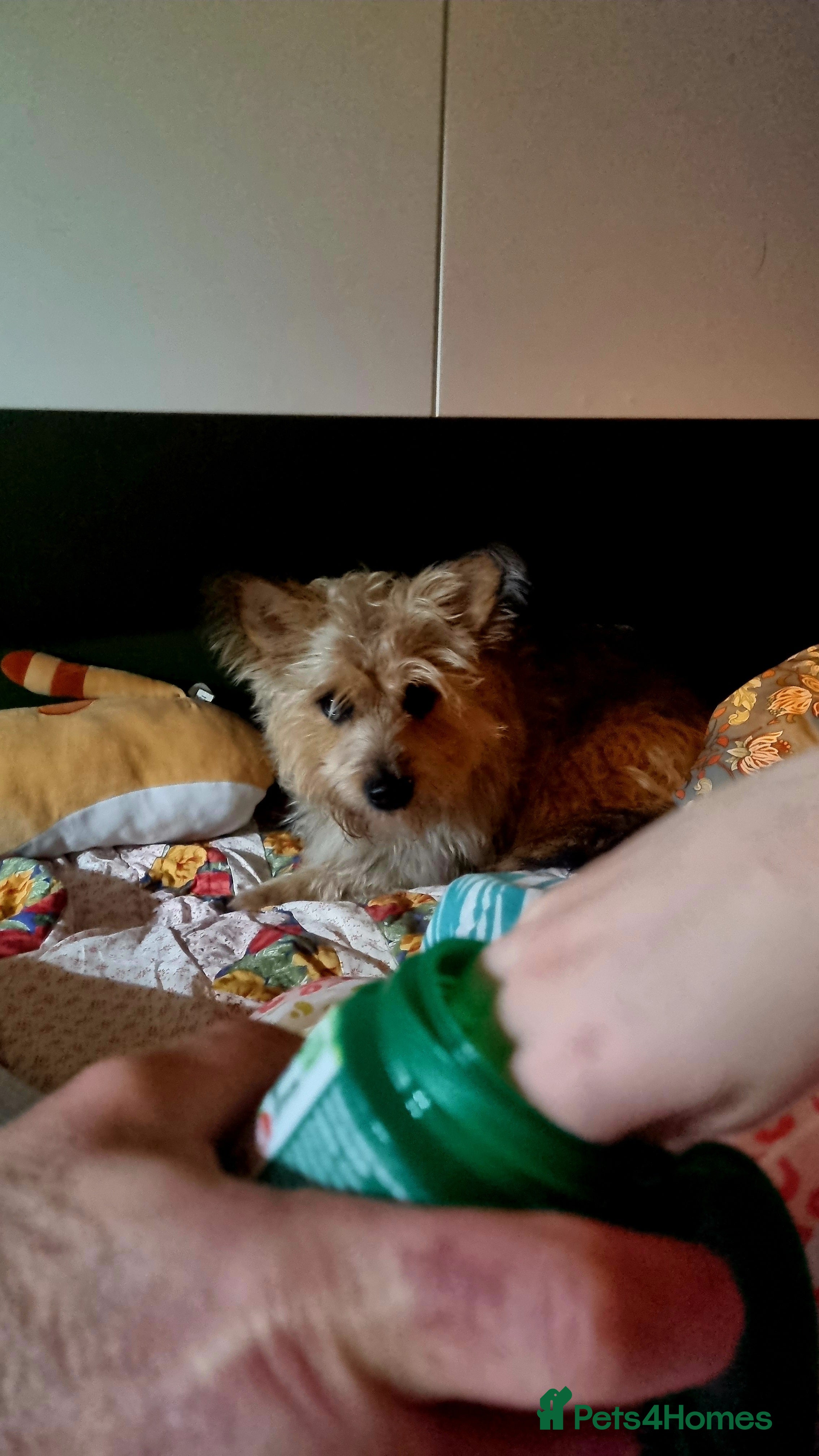 Mixed Breed dogs Meet little scruff ball palace  - Advert 18