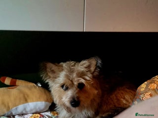 Mixed Breed dogs for sale: Meet little scruff ball palace - Advert 1