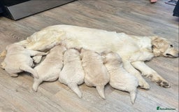 Golden Retriever dogs for sale: Stunning Golden Retriver Puppies - Image 5