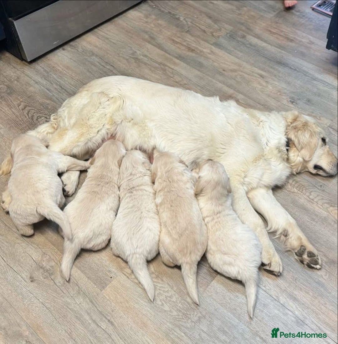 Golden Retriever dogs for sale: Stunning Golden Retriver Puppies - Image 5