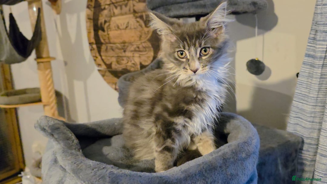 Maine Coon cats for sale: Last girl Tica Beautiful Maine Coon kittens  - Image 37
