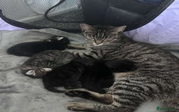 Mixed Breed cats for sale: Two black males - Image 8