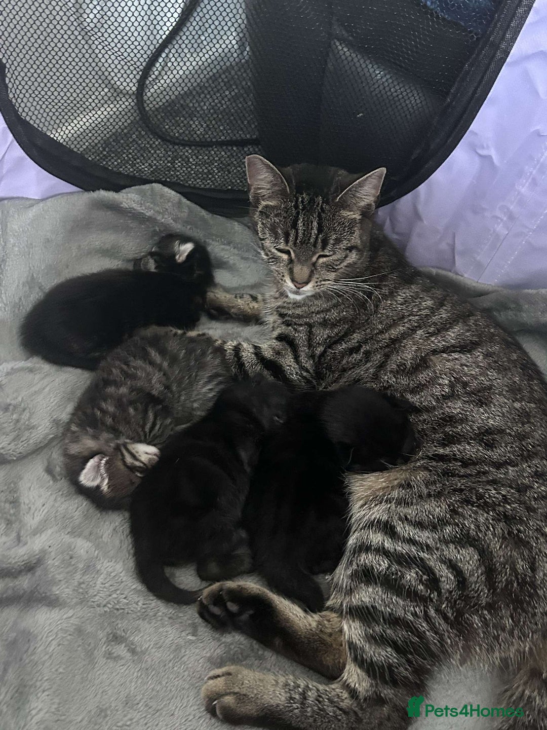 Mixed Breed cats for sale: Two black males - Image 8