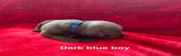 Staffordshire Bull Terrier dogs for sale: 8 stunning Stafford bull terrier puppies - Advert 32