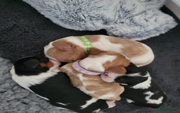 Cavalier King Charles Spaniel dogs for sale: Cavalier King Charles Spaniel Puppies for Sale 🐾 - Image 28