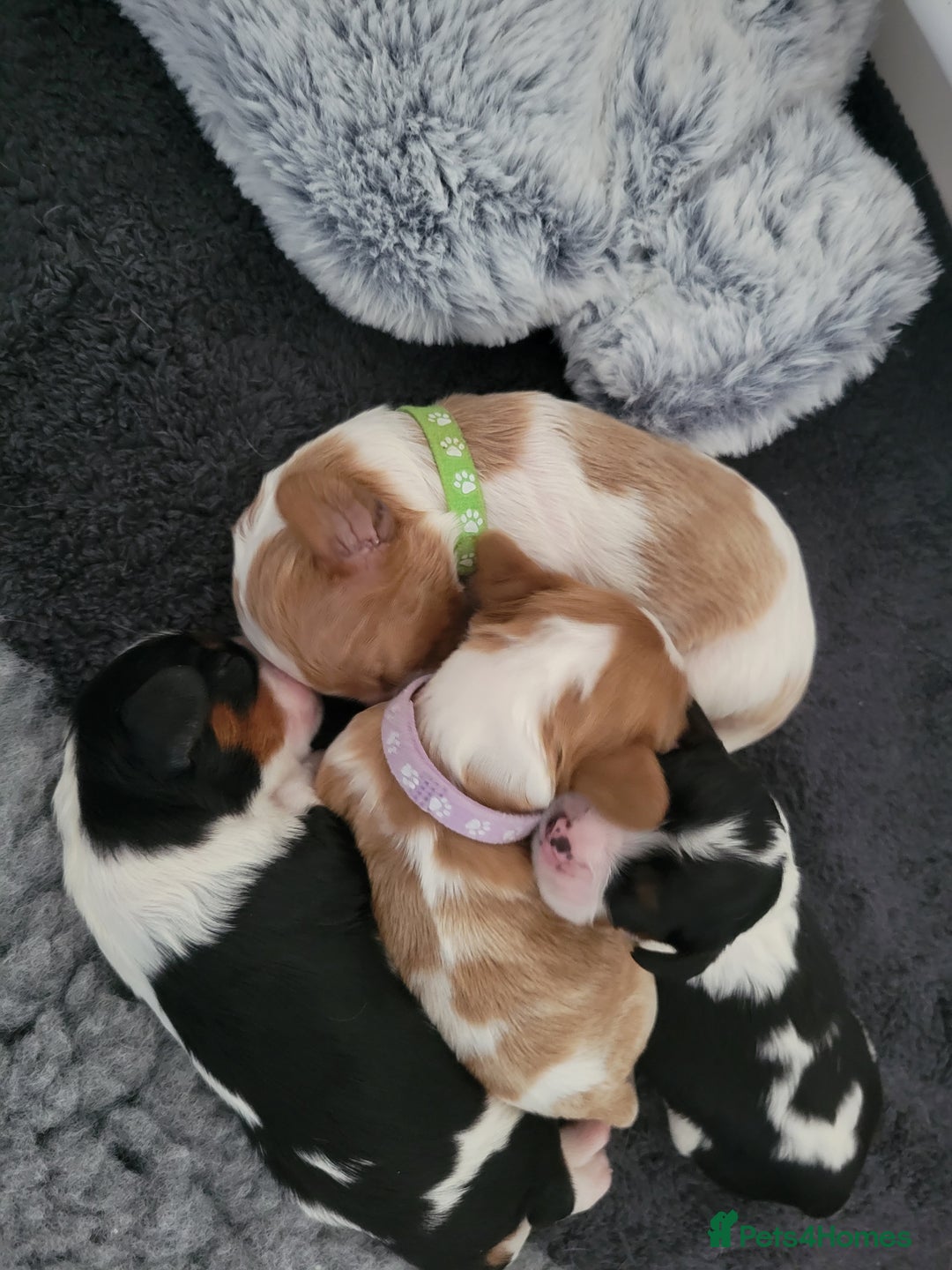 Cavalier King Charles Spaniel dogs for sale: Cavalier King Charles Spaniel Puppies for Sale 🐾 - Image 28