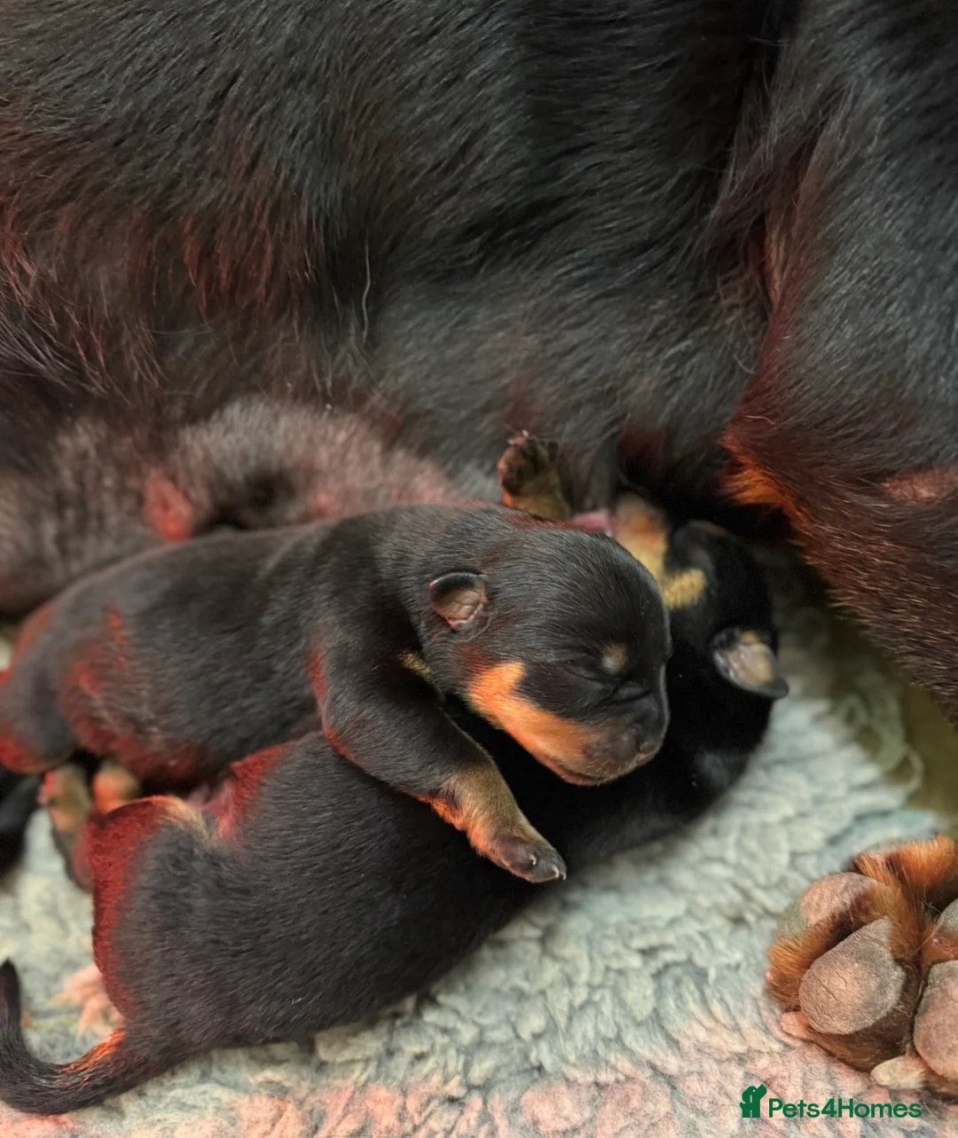 Rottweiler dogs for sale: Gorgeous Rottweiler puppies  - Advert 3