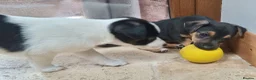 Jack Russell dogs for sale: Jack russel puppies one boy left - Advert 4
