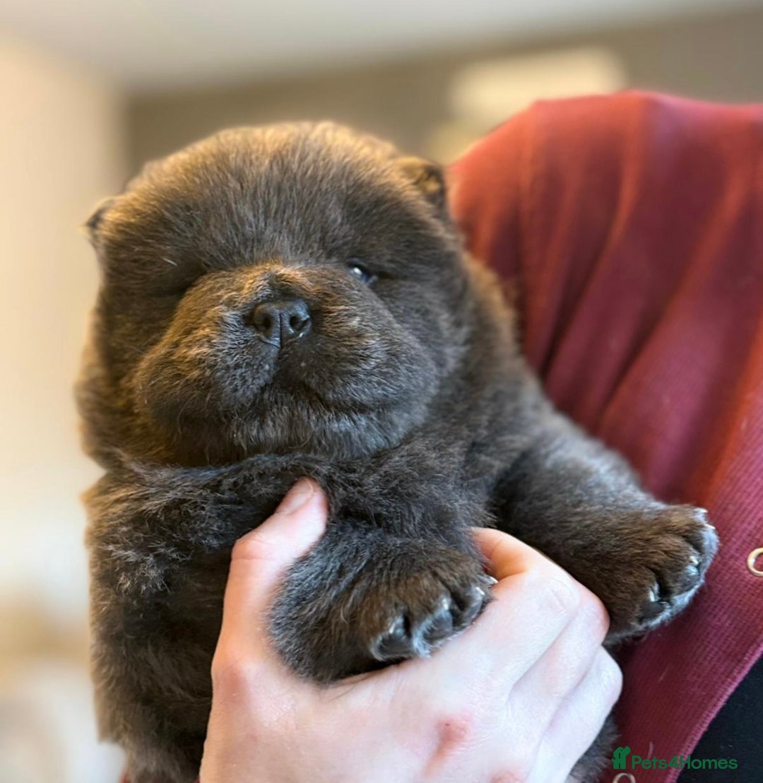 Chow Chow dogs for sale: KC reg chow chows  - Advert 20