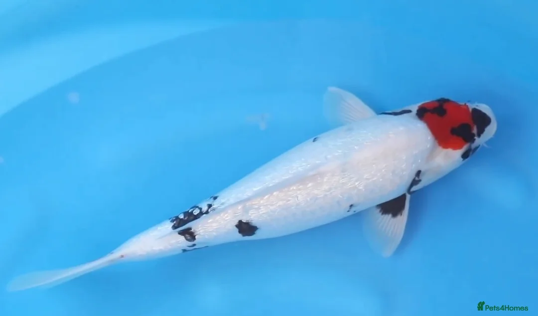 Koi Carp fish for sale: MASSIVE WINTER KOI SALE - 50% off - Advert 30