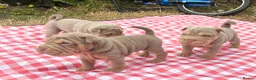 Shar Pei dogs for sale: KC REGISTERED RARE LILAC TAN SHAR-PEI - Advert 20