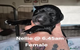 Border Collie dogs for sale: Border Collie pups - Image 12