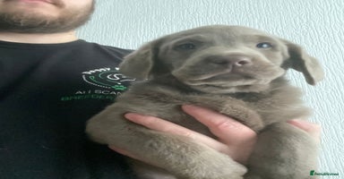 Labrador Retriever dogs - Advert 12