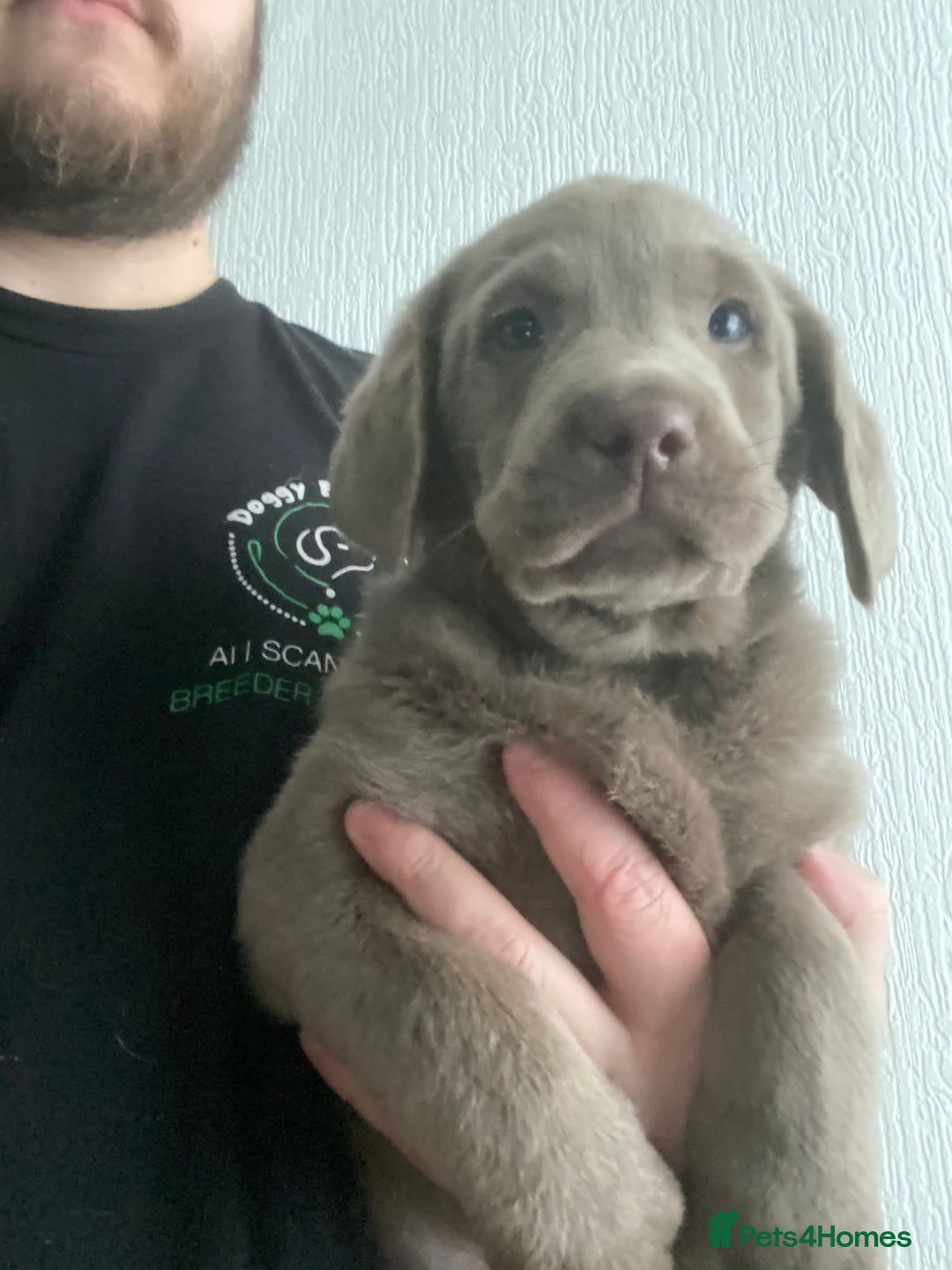 Labrador Retriever dogs for sale: Kc dna clear silver Labrador pups  - Advert 6
