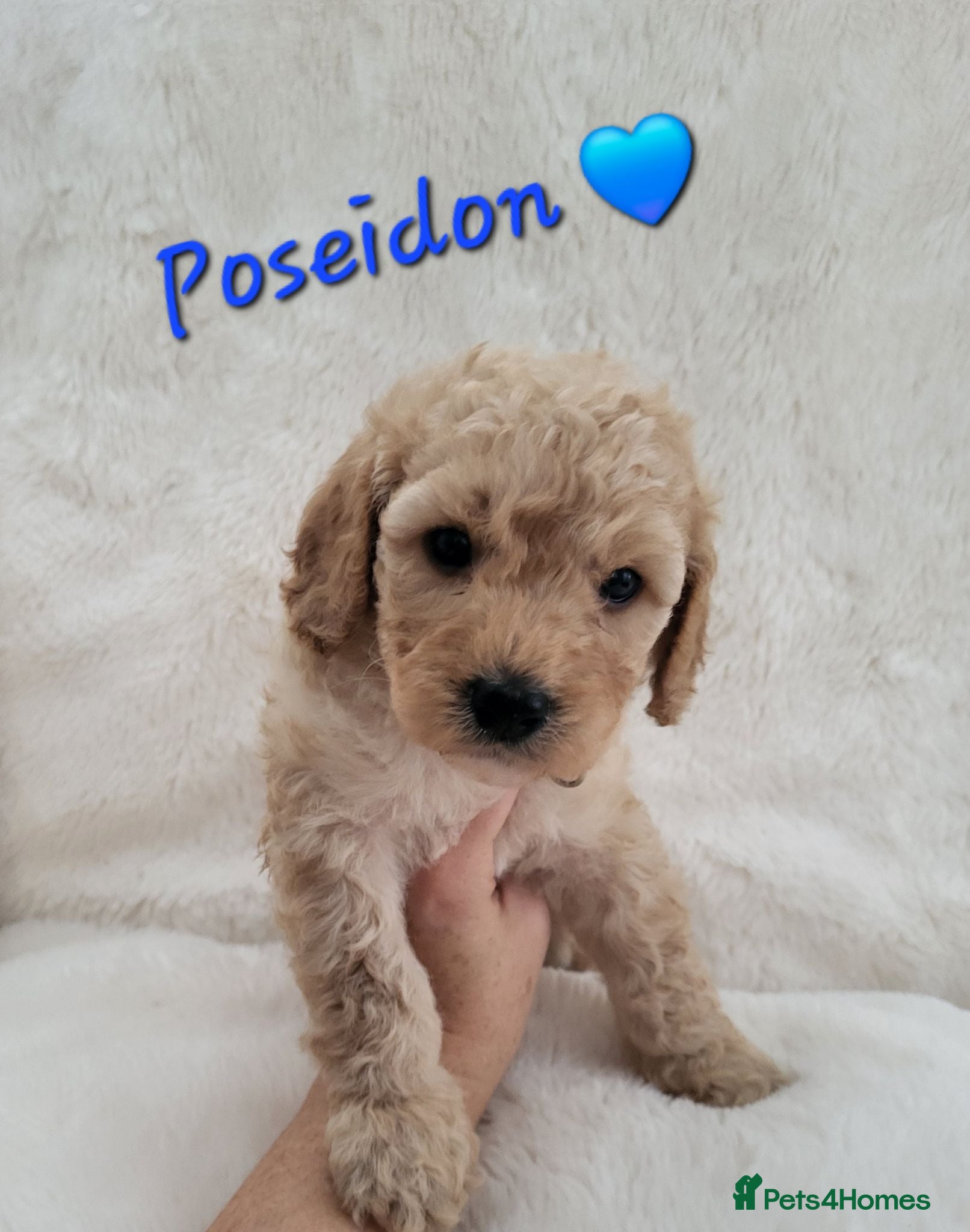 Cockapoo dogs Beautiful Home-Raised F1b toy Cockapoo Puppies  - Advert 18