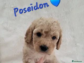 Cockapoo dogs Beautiful Home-Raised F1b toy Cockapoo Puppies - Advert 18