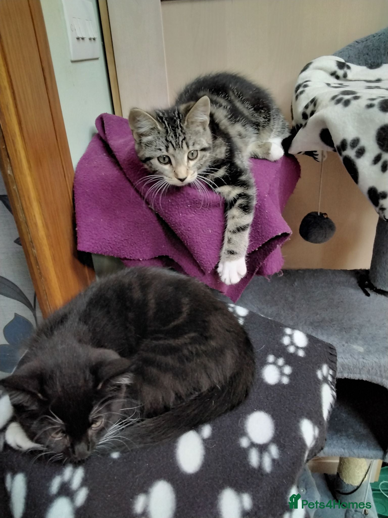 Mixed Breed cats Playful and gorgeous kittens - Advert 4