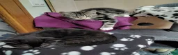 Mixed Breed cats for sale: Playful and gorgeous kittens - Advert 1