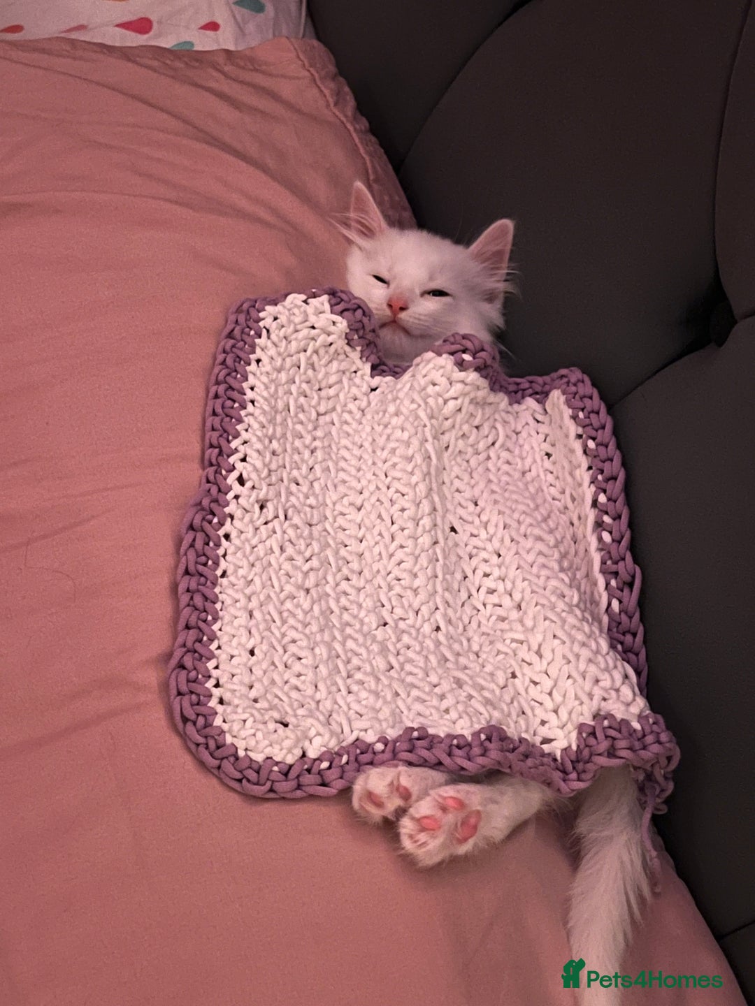 Turkish Angora cats for sale: Kitten  - Image 4