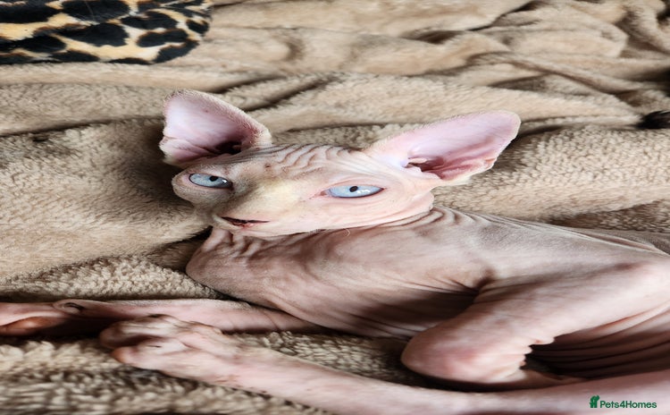Sphynx cats - Advert 1