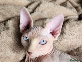 Sphynx cats - Advert 1
