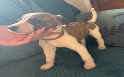 Whippet dogs for sale: 8 WHIPPET PUPPIES   - Image 3