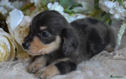 Miniature Dachshund dogs for sale: KC Long Coat Miniature Dachshund Puppies - Image 3