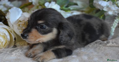 Miniature Dachshund dogs - Advert 4