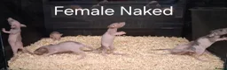 Rat rodents for sale: Baby Dumbo Rat's, Natural , Rex , Nakeds  - Advert 9