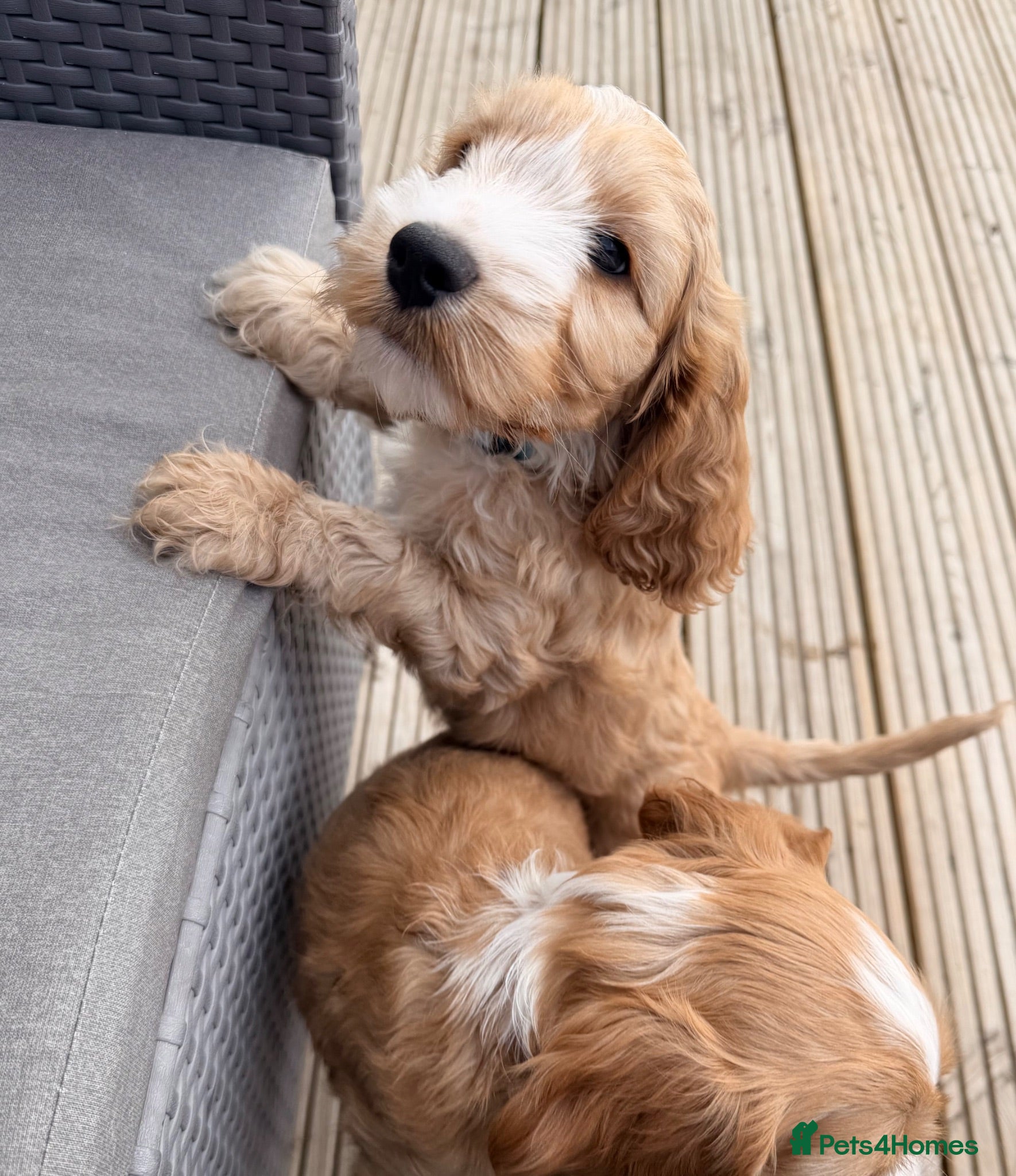 Cockapoo dogs F1B Cockapoo’s 1 Male left  - Advert 2