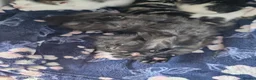 Mixed Breed cats for sale: 4 Gorgeous Kittens in Runcorn - Advert 12