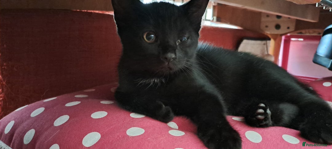 Domestic Shorthair cats for sale: Three kittens- first litter of our female cat  - Image 4