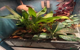 Gecko reptiles for sale: Crested gecko and full bioactive exo terra  - Image 2