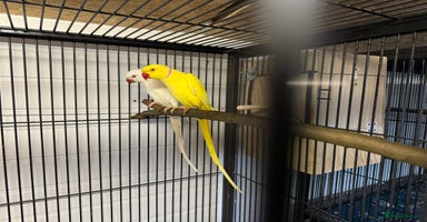 Ringnecks birds - Advert 5