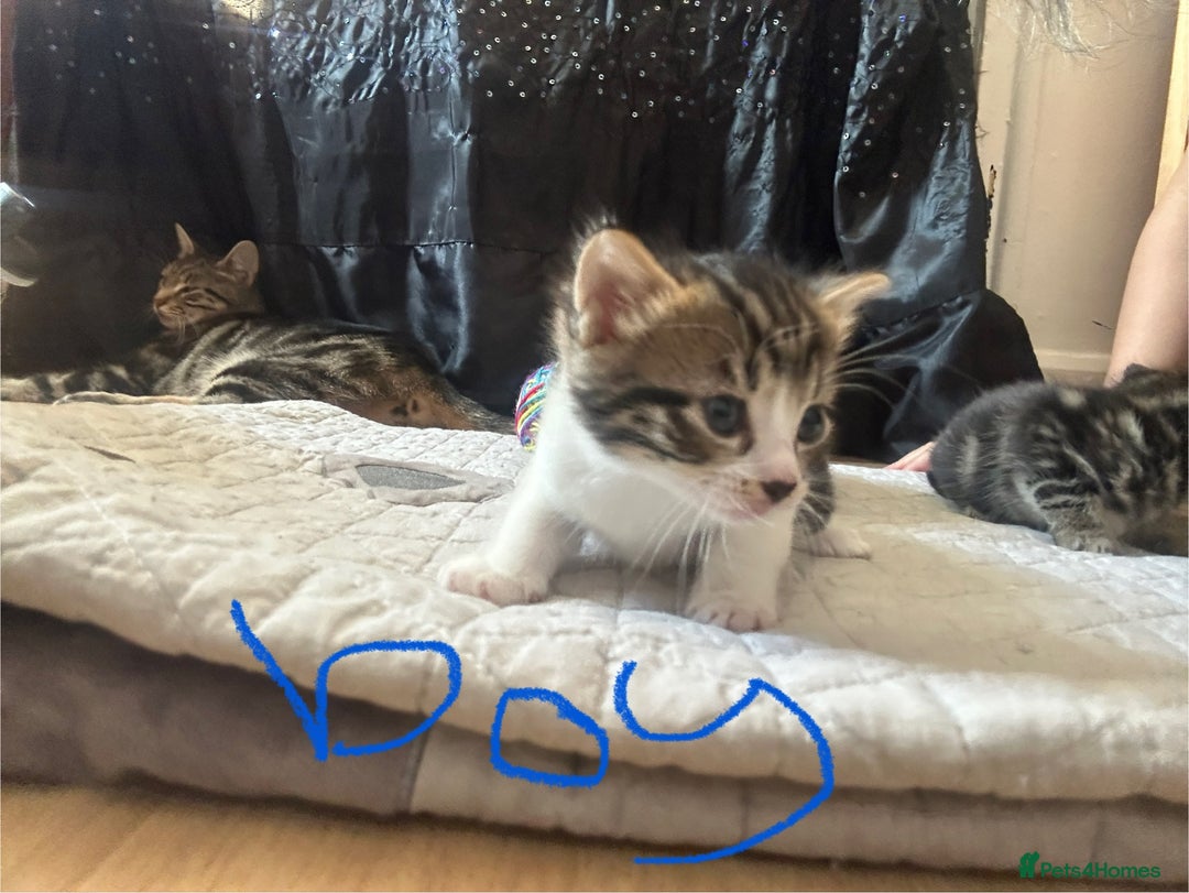 Mixed Breed cats for sale: 3 kitten  - Image 7