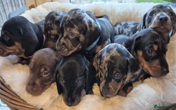 Miniature Dachshund dogs for sale: Stunning Pedigree Miniature Dachshund pups  - Image 2