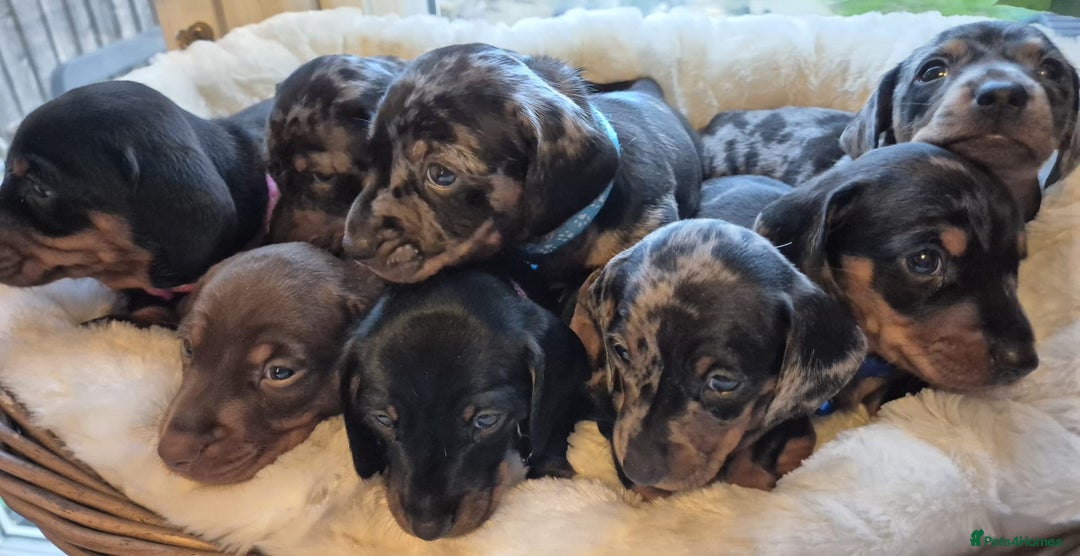 Miniature Dachshund dogs for sale: Stunning Pedigree Miniature Dachshund pups  - Image 2
