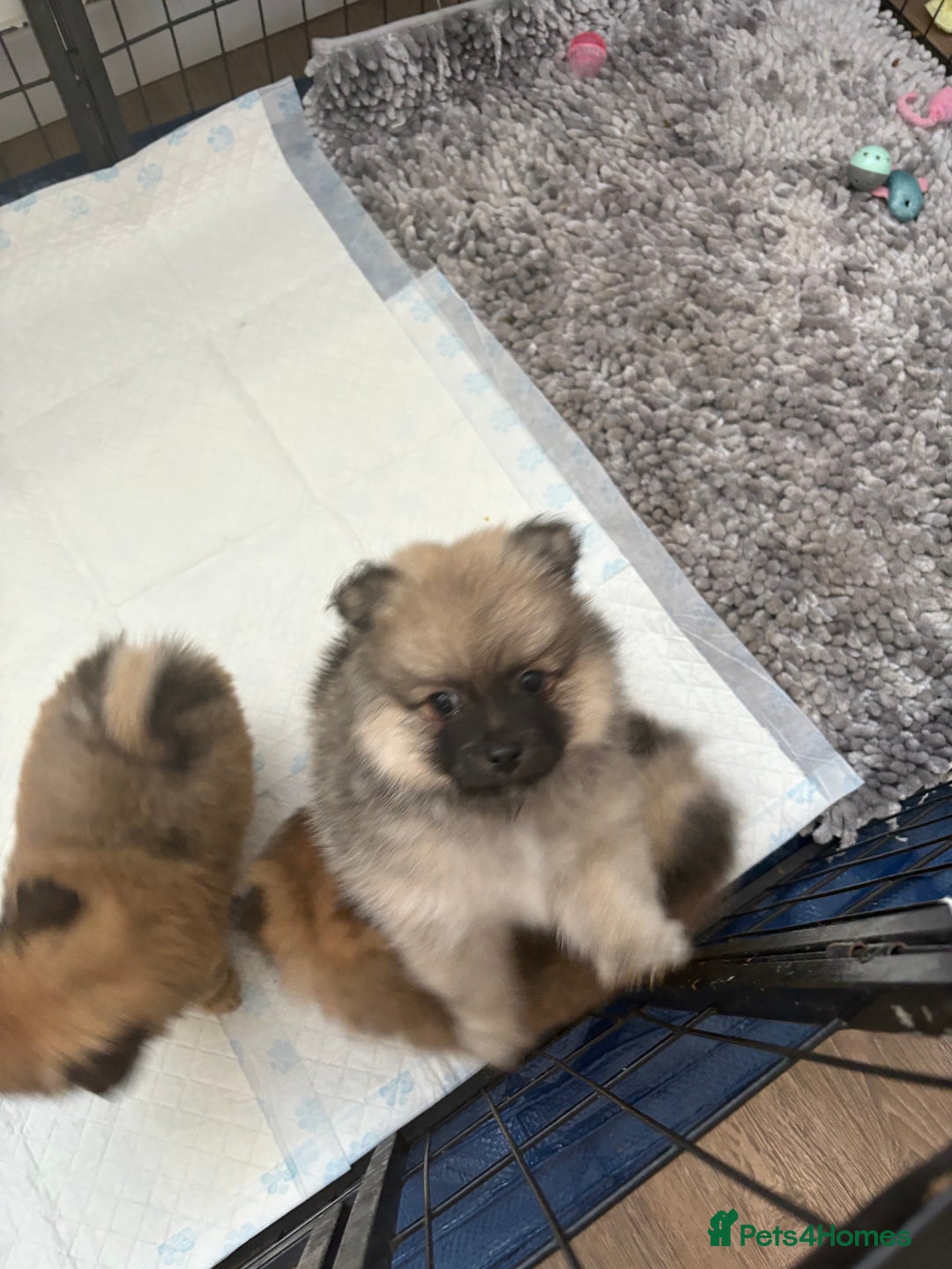 Pomeranian dogs for sale: Pomeranian puppies - Image 10