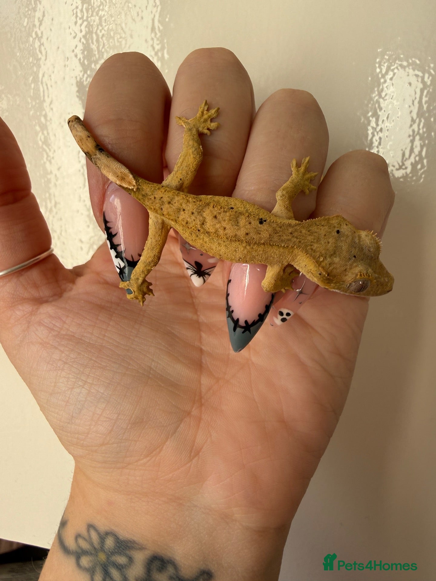 Gecko reptiles for sale: Baby crested gecko’s  - Advert 2