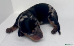 Miniature Dachshund dogs for sale: Miniature Dachshund - 1 Black and tan girl left - Image 10